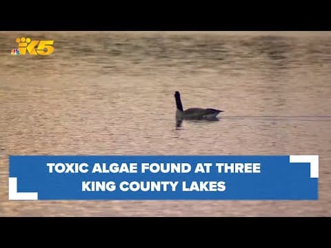 Toxic algae found at three lakes in King County