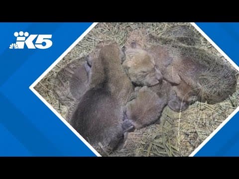 American red wolf pups born at Point Defiance Zoo facility