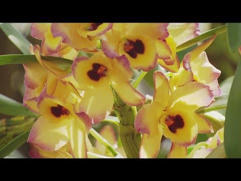 San Diego Botanic Garden's orchids are in full bloom