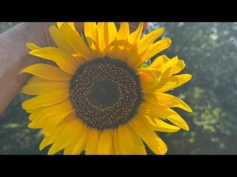 Meet Clover the world's tallest sunflower grown in Fort Wayne, Indiana