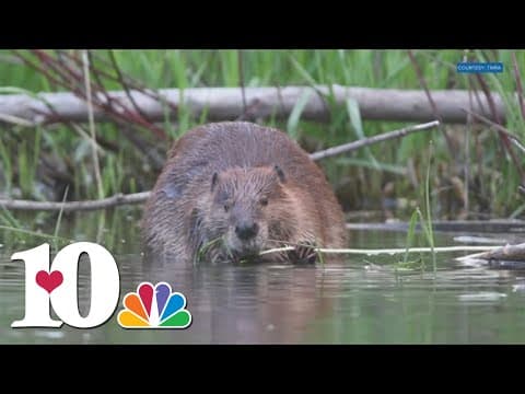 Property owners blame beavers for damage to their property