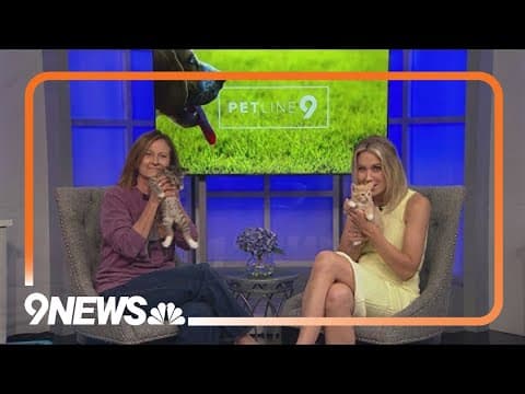 Petline9: These kittens are brothers and need a forever home