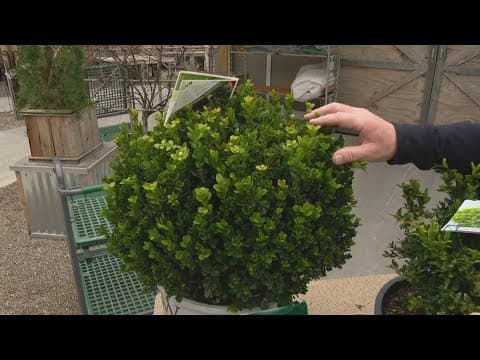 Pat Sullivan's tips for planting, caring for boxwood shrubs