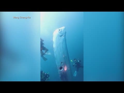 Massive deep sea Oarfish spotted off the coast of Taiwan