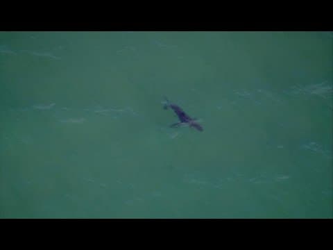 Above San Diego | Sharks seen swimming near Torrey Pines State Beach shore