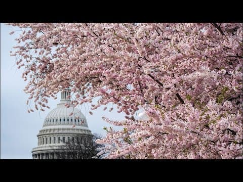 What to know before you go: Cherry Blossom Edition