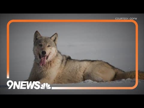 Colorado middle schoolers to pick out wolf names