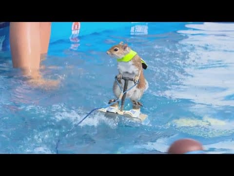 'Twiggy the Water-Skiing Squirrel' performs at Marion County Fair