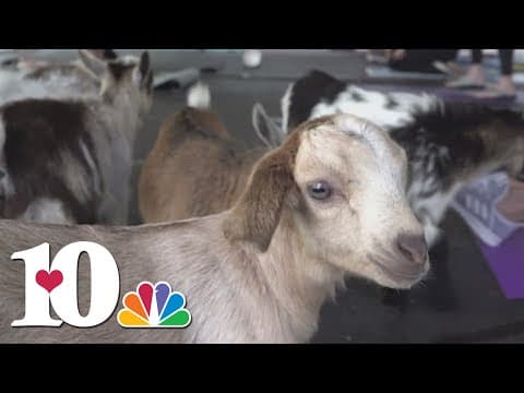 Little Ponderosa Zoo hosts goat yoga class