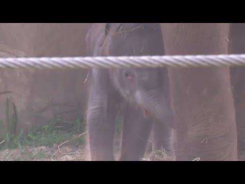 Columbus Zoo’s elephant calf makes public debut