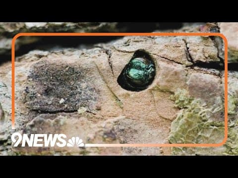 More invasive beetles found in Lakewood