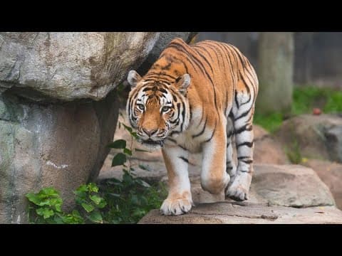 Indianapolis Zoo mourns tiger's death