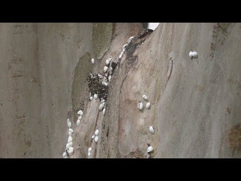 Crape Myrtle trees impacted by insects | ECO9