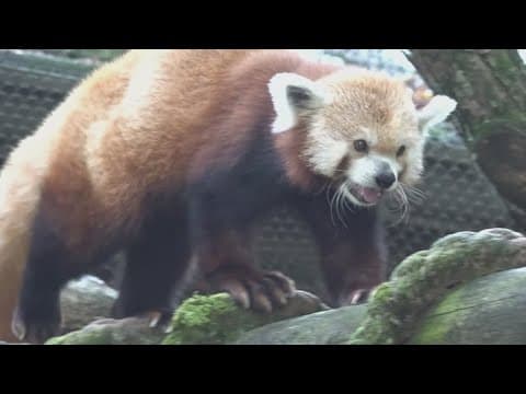 Zoo Knoxville celebrates International Red Panda day