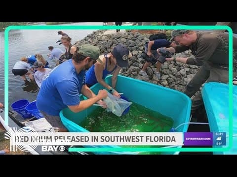 Red Drum fish released in Southwest Florida
