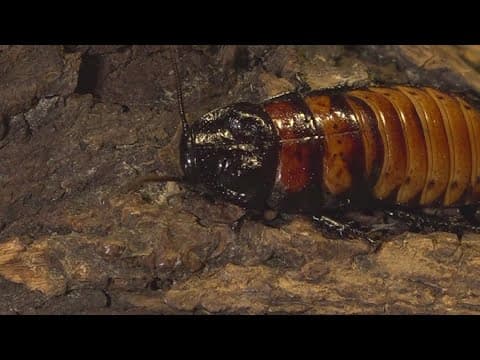 Bugs or Blooms: Zoo Knoxville offering Valentine's Day special