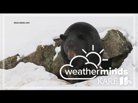 WeatherMinds: Which animals hibernate in Minnesota?