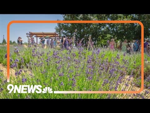 Lavender Festival returns to Denver Botanic Gardens Chatfield Farms