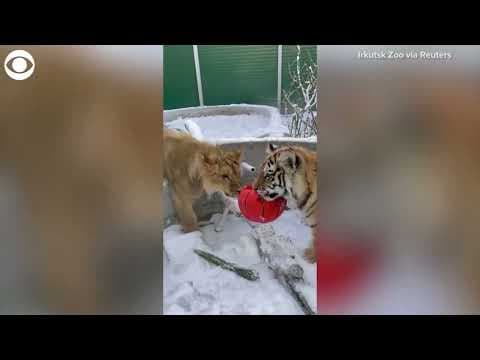 Best Buds: Tigers, 3-legged lion & dog play together with ball