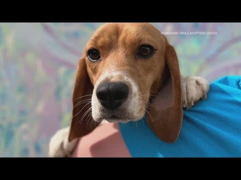 Virginia dog breeding facility must pay $22 million in fines