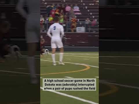 A big game between North Dakota's top high school soccer teams was interrupted... by a pair of pups!