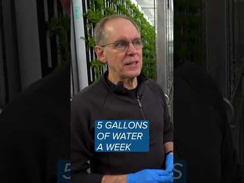 A Shoreview farm is thinking *inside* the box when it comes to food. #shorts #hydroponics #kare11