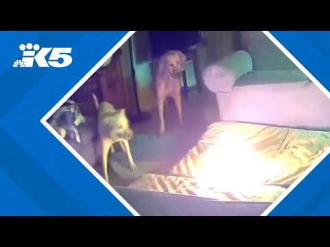 Dog catches house on fire chewing on electronics item
