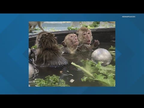 Indianapolis Zoo macaques enjoy hot tub