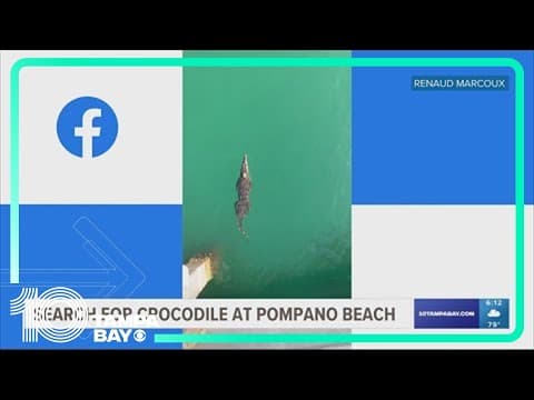 Crocodile seen swimming under Pompano Beach pier