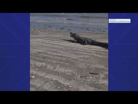 Massive alligator seen eating, lounging on Texas beach