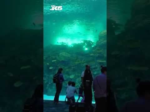 Seattle Aquarium's stunning Ocean Pavilion expansion