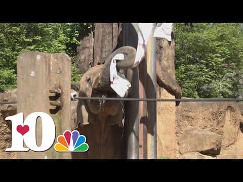 Jana the elephant gets farewell cards