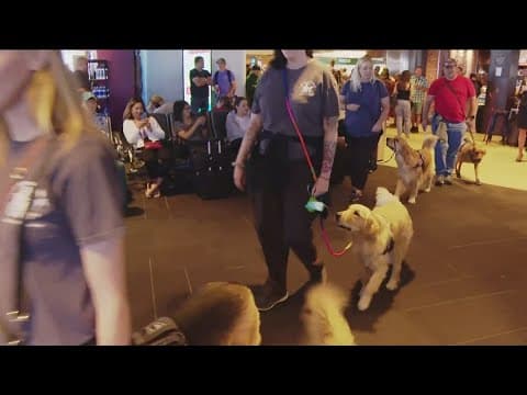 Service dogs undergo training at San Diego International Airport