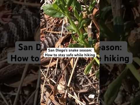 In recent weeks, San Diegans have reported dozens of baby rattlesnake sightings.