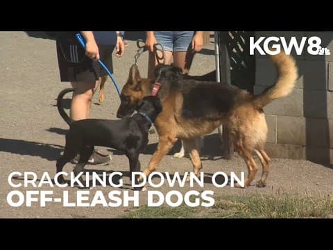 Portland cracks down on off-leash dogs