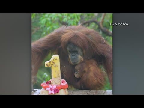 Kaja, a critically endangered Sumatran orangutan, celebrates 1st birthday at San Diego Zoo