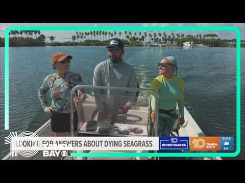 Seagrass dying off in part of Tampa Bay area