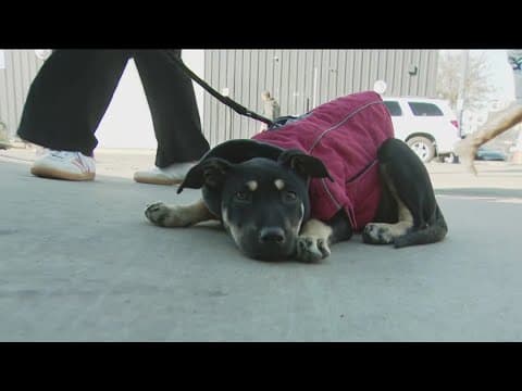 San Diego charities host mobile "Cozy Critter Visit"