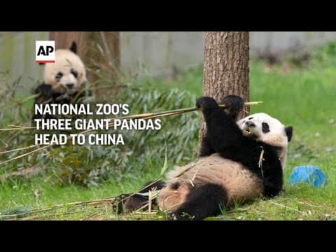 National Zoo's three celebrity giant pandas head home to China