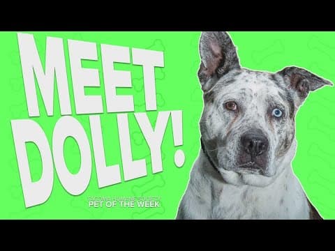 Pet Rescue of the Week: Dolly