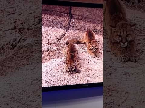 Mountain lion cubs rescued before water was set to fill reservoir spillway