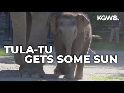 Oregon Zoo's baby elephant Tula-Tu enjoys first time out in the sunshine