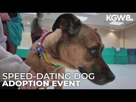 Oregon Humane Society tries new speed-dating style event to match dogs with prospective adopters