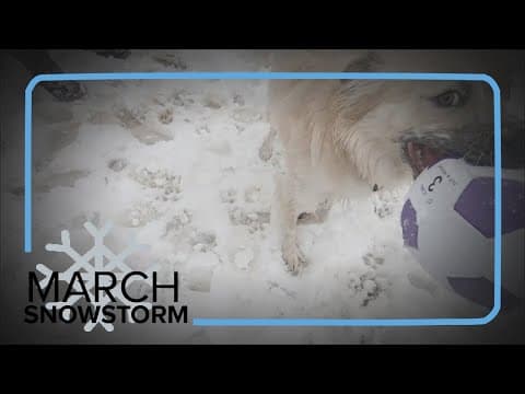 Colorado snowstorm | How to keep your dogs safe during cold weather
