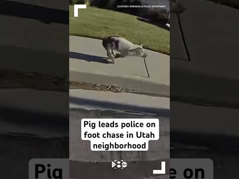 Pig leads police on foot chase in Utah neighborhood