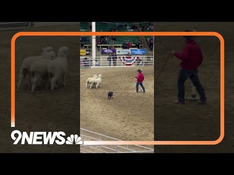 Stock dog trials at 2024 National Western Stock Show in Denver #nwss
