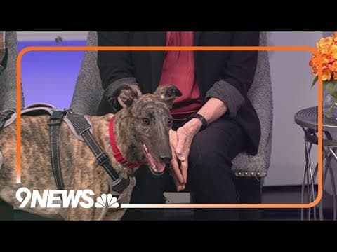 'A couch potato cuddle bug': Sweetie is looking for a forever home!