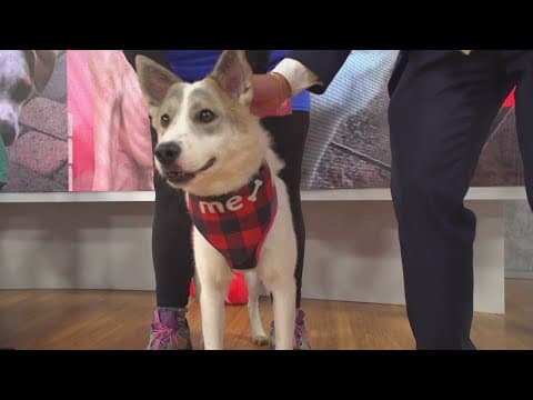 Mega-pet adoption event from San Diego Animal Support Foundation this weekend at Grossmont Center