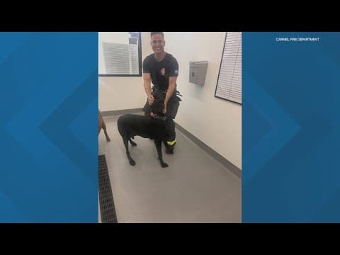 Dog ready to leave grooming appointment pulls fire alarm