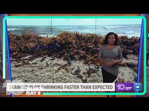 The big, smelly seaweed blob headed for Florida has shrunk by 75%
